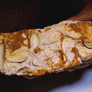 Può includere: Frammento di roccia fossilizzata con numerosi denti grandi di forma ovale. I denti sono di colore bianco crema, su una matrice di tonalità bianco sporco e marrone. Il fossile è tenuto da mani.