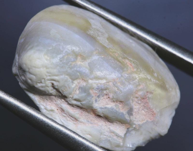 4.95 cts Opalised Fossil Shell FO-724