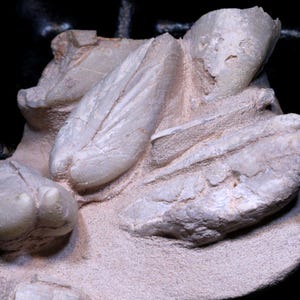 Può includere: Primo piano di un oggetto in pietra scolpita di colore chiaro. L'oggetto ha una superficie ruvida e strutturata con forme arrotondate e simili ad ali. Lo sfondo è nero, evidenziando i dettagli della scultura in pietra.