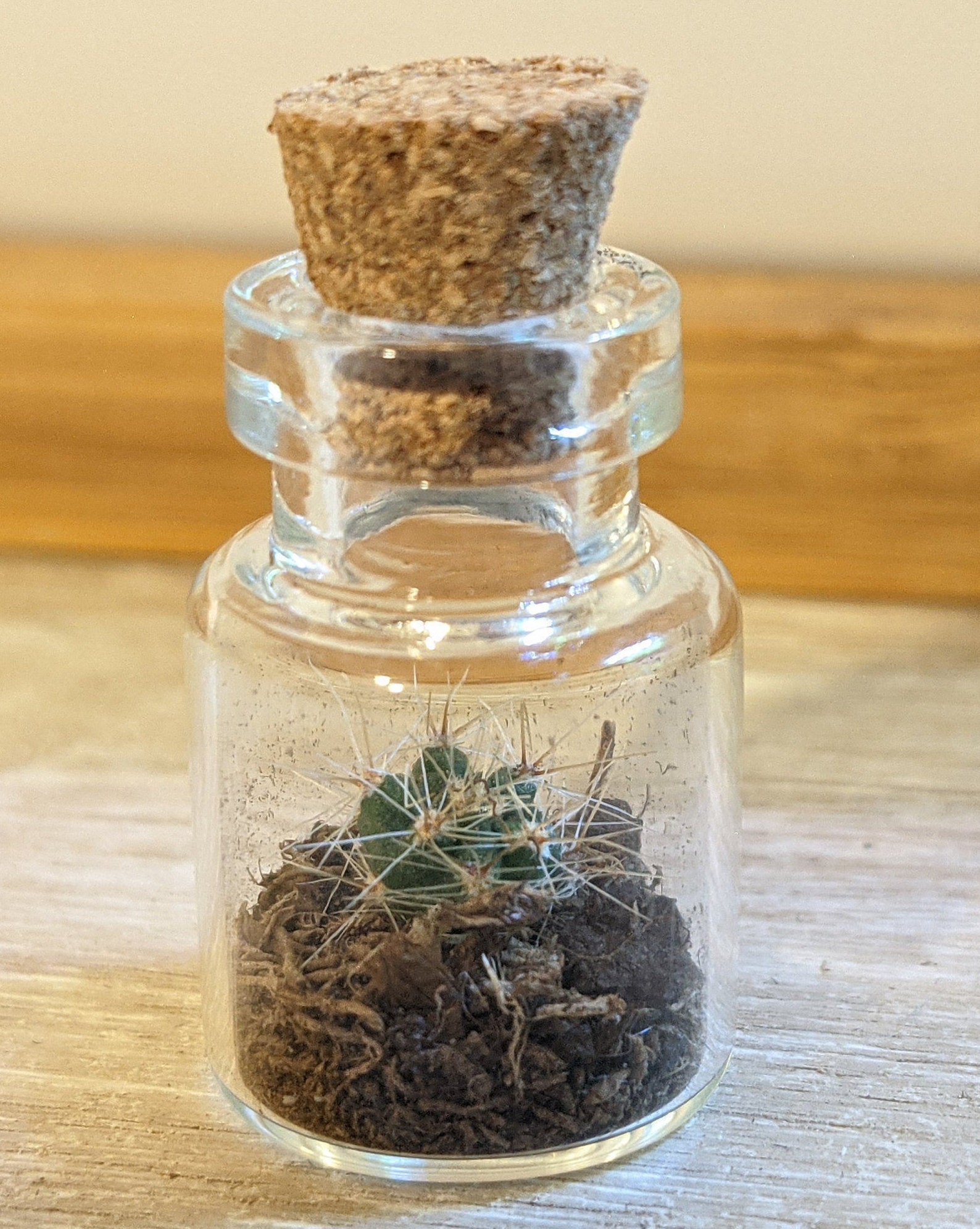 Tiny Cactus Terrarium making kit Etsy