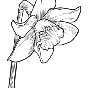 May include: A black and white line drawing of a single daffodil flower with a long stem.