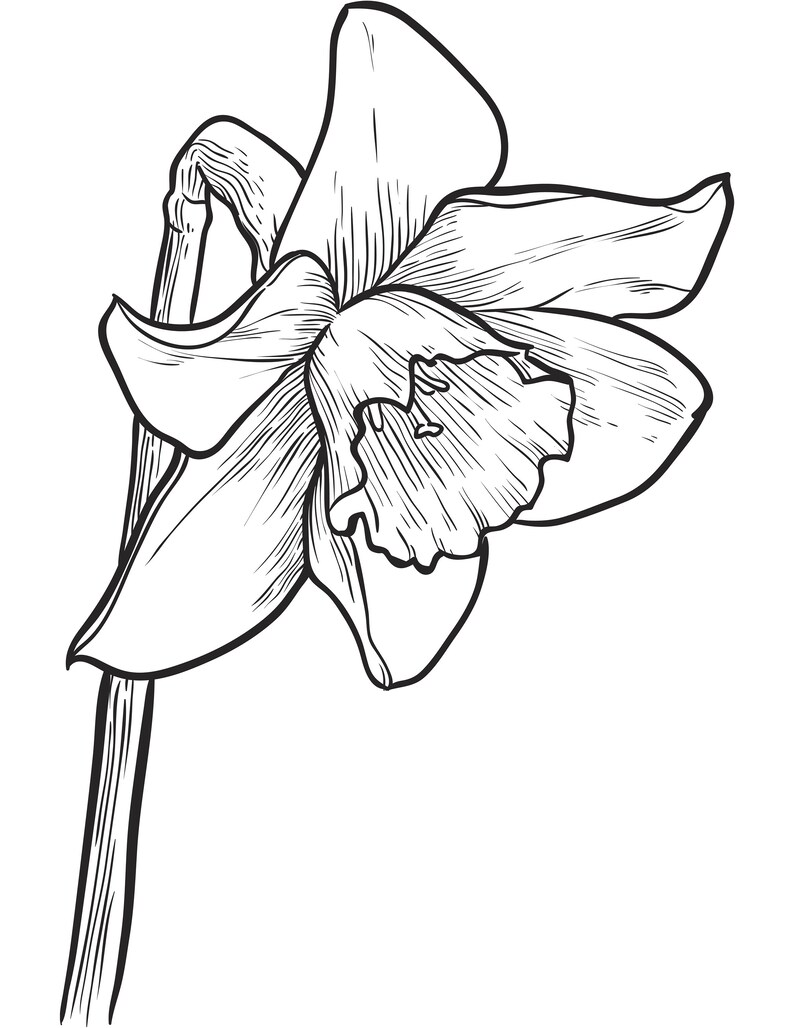 May include: A black and white line drawing of a single daffodil flower with a long stem.