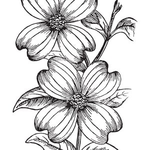 May include: A black and white line drawing of two dogwood flowers with five petals each. The flowers are on a stem with leaves.