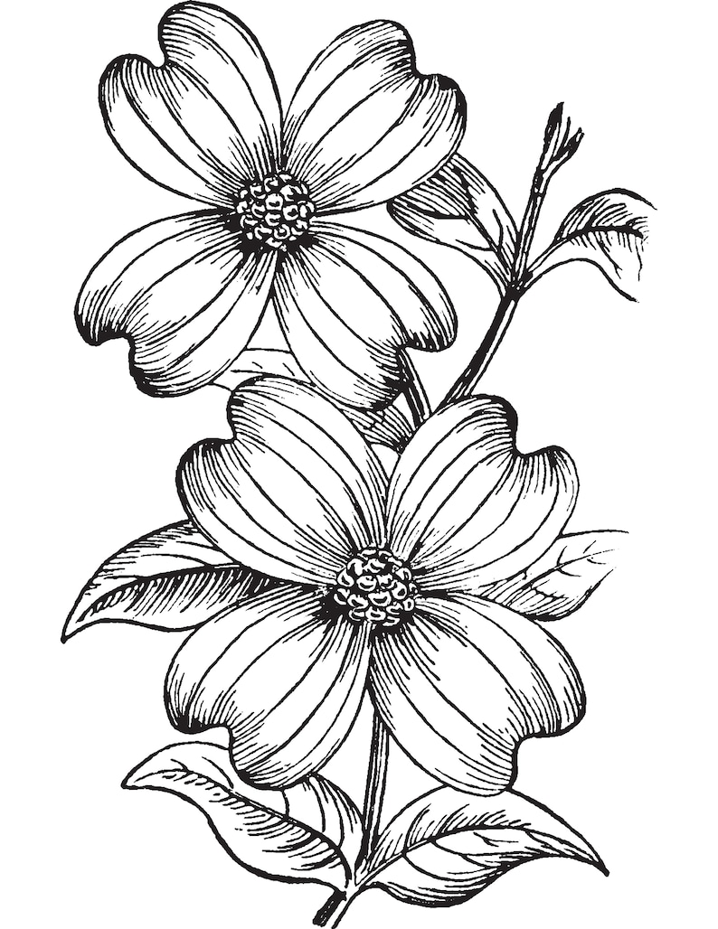 May include: A black and white line drawing of two dogwood flowers with five petals each. The flowers are on a stem with leaves.