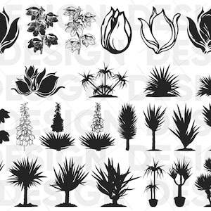 25+ YUCCA SVG BUNDLE, yucca garden, yucca flower, yucca plant, yucca leaf palm, yucca tree, yucca  png, yucca svg silhouette, yucca  vector