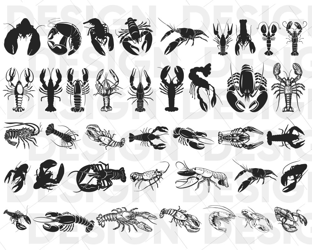 40 + CRAWFISH SVG Bundel, rivierkreeft silhouet, rivierkreeft tekening,  rivierkreeft afbeeldingen, rivierkreeft vector, rivierkreeft graphics,  rivierkreeft illustratie - Etsy België, image size:1000x800