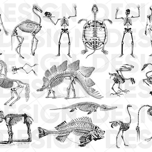 May include: A collection of black and white skeletal illustrations of various animals, including a horse, a turtle, a bird, a fish, a dinosaur, and a mammoth. The illustrations are in a vintage style and would be perfect for a science or biology classroom.