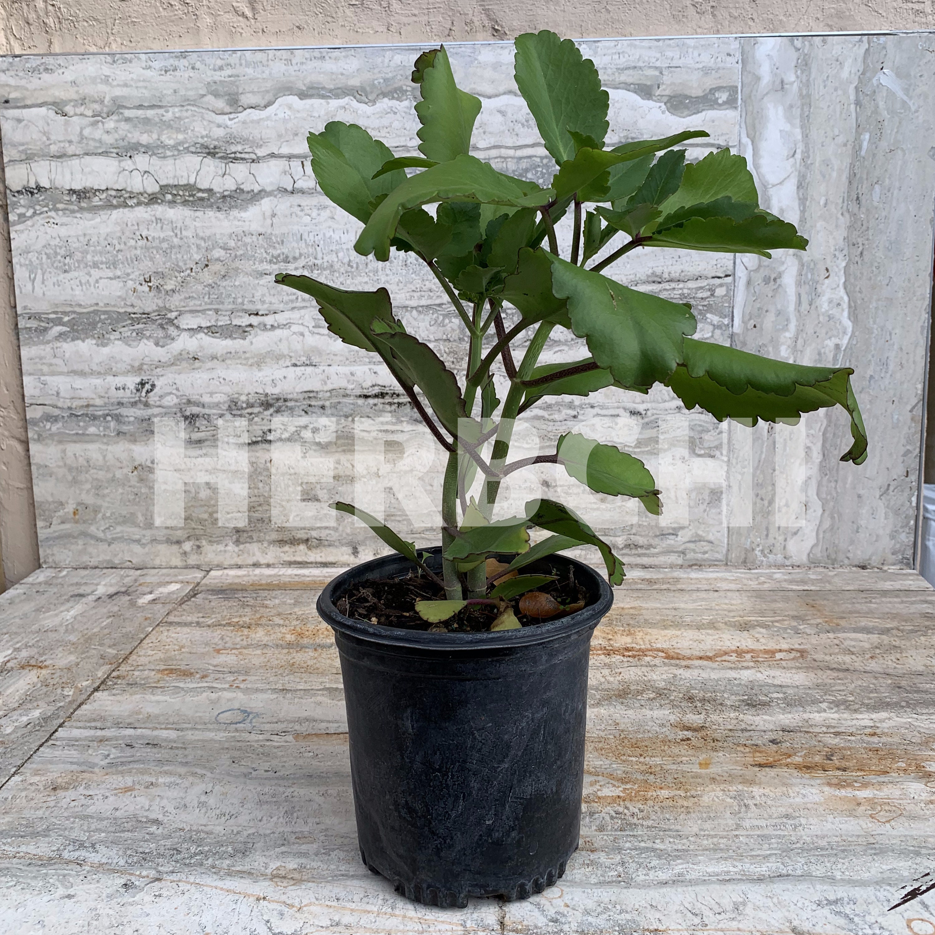 Buy Prodigiosa Siempre Viva Live Plant Online in India - Etsy