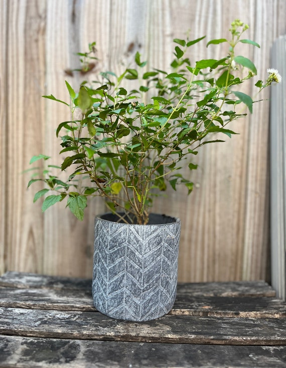 Abre Camino Plant, Free Shipping Live Plant "florida Shrub Thoroughwort"  Road Opener, Planta Abre Caminos - Etsy Israel