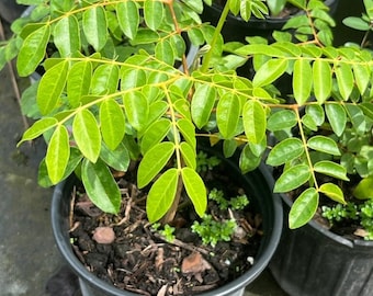 Quita Maldicion Planta, Free Shipping - Curse Removing Plant - Spiritual Cleansing Herbs - Used To Remove Spells, Curses & Hexes