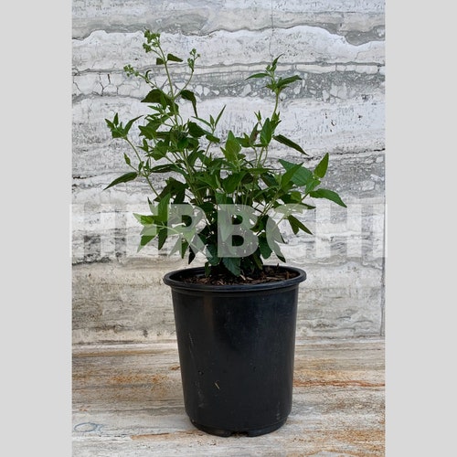 buy bamboo plant Phyllostachys Nigra Black Bamboo