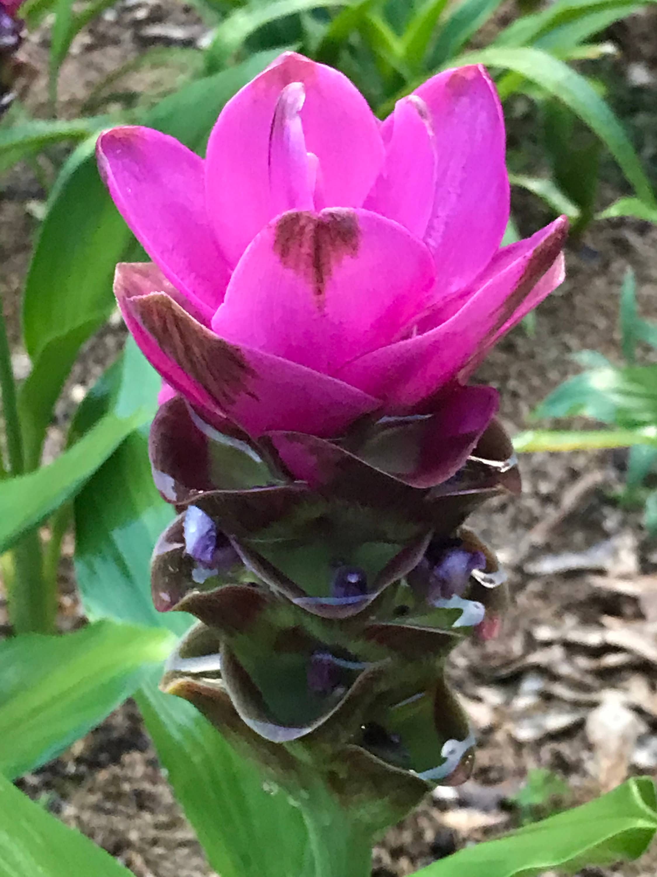 Curcuma Shadow Siam Tulip Tulip Ginger rhizomes Etsy
