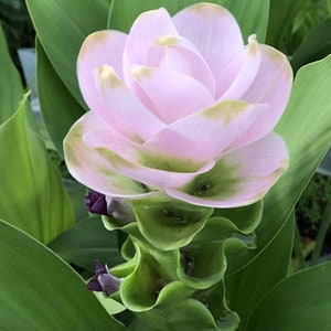 Curcuma hybrid 'Ribbon' new and exclusive rare Tulip Ginger, Siam Tulip