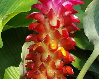 Curcuma hybrid ‘Ban Rai Red’ (aka ‘Red Torch Curcuma’)