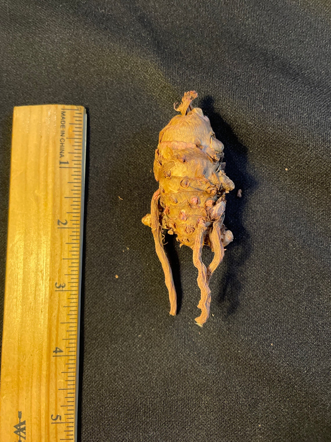 Curcuma Hybrid ban Rai Red aka red Torch Curcuma - Etsy