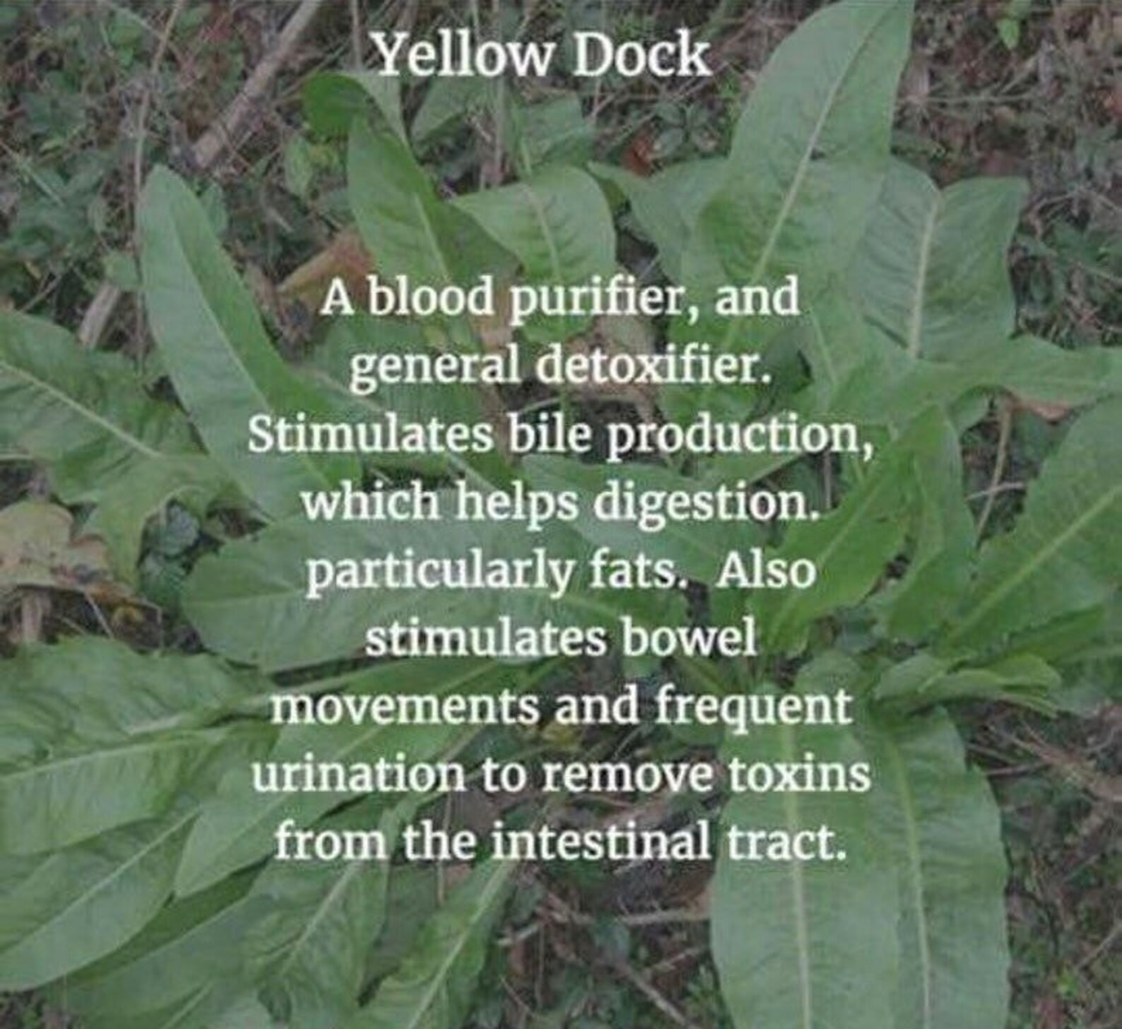 Yellow Dock Root Tea 4 Oz Dr sebi approved Etsy