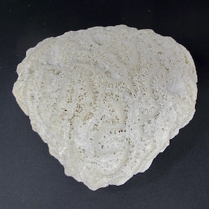 May include: A white, irregularly shaped coral specimen with a textured surface. The coral has a brain-like pattern of ridges and grooves, and is set against a dark background. This natural item is suitable for home decor or educational purposes.