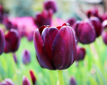 Tulip Photo Print Flower Bloom Petal Wall Decor Gift Fine Art Photography, Title: Tulips in Deep Purple