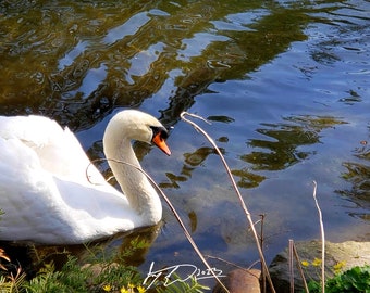 Swan Side View Photo Print Waterfowl Photography Bird Photography Wall Decor Gift Fine Art Photography