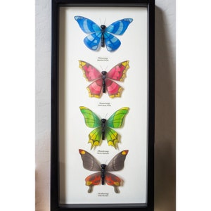 May include: A framed display of five butterflies with their scientific names listed below each. The butterflies are a blue morpho, a red and black butterfly, a green butterfly, a black and red butterfly, and a black butterfly with red markings.