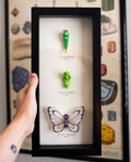 Butterfree Evolution Taxidermy - 15x7 Shadowbox