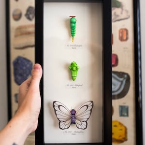 Butterfree Evolution Taxidermy - 15x7 Shadowbox