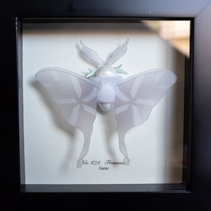 May include: A framed display of a white, translucent moth with a pearl-like body. The moth has a delicate, intricate pattern on its wings. The frame has a black border and a white background. The text "No. 878 Frosmoth Galar" is printed below the moth.