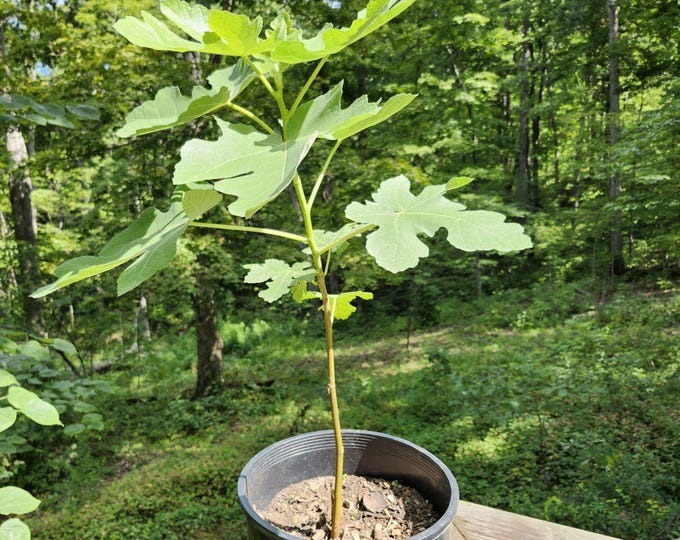 Featured listing image: Organic Fig Tree now w/Free Shipping