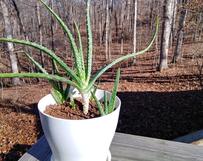 Featured listing image: Organic Aloe Vera Pups I Young Aloe Vera Plants I Natural Healing