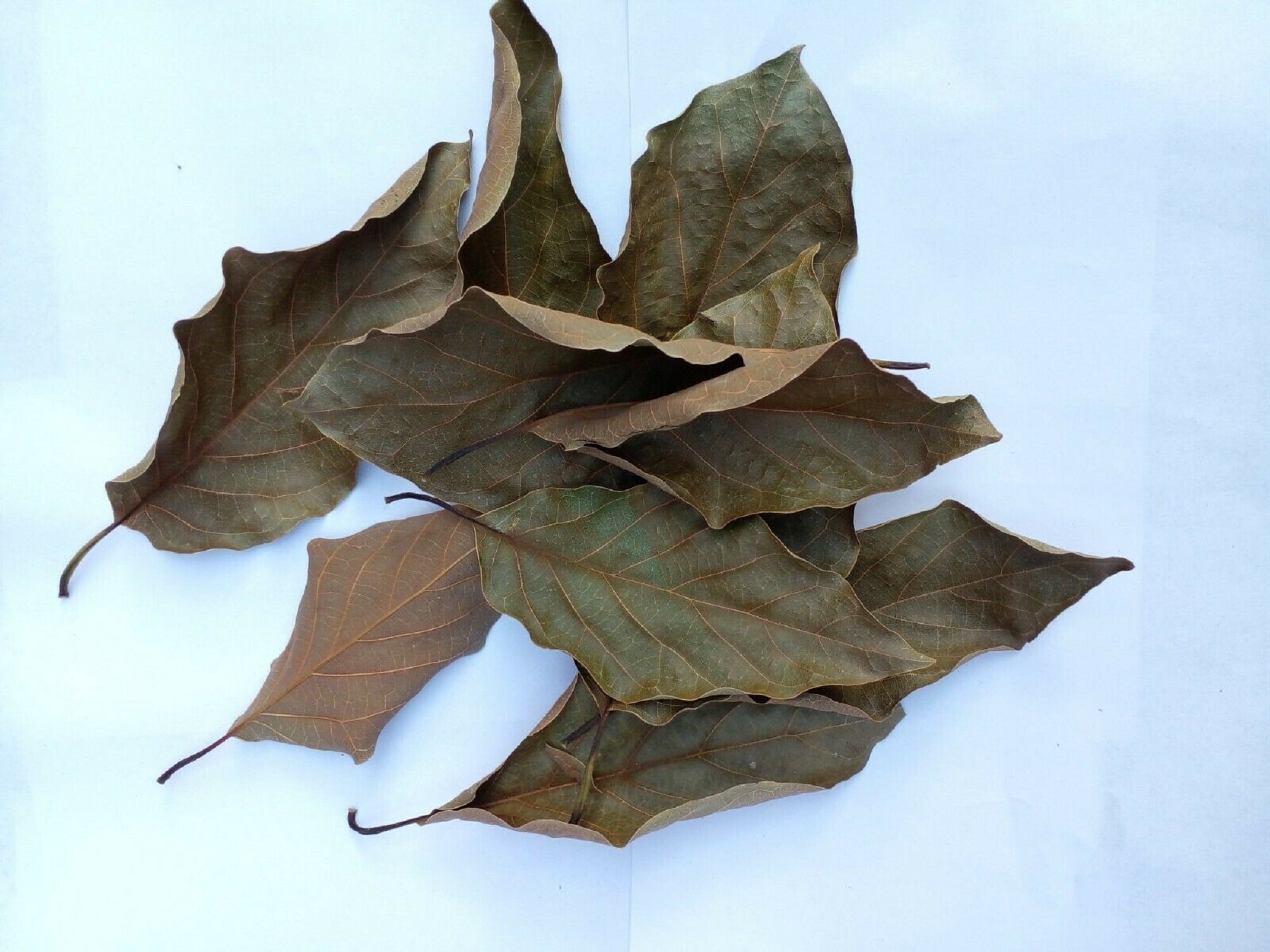 avocado leaves