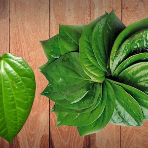 120 nos Dried Betel Leaves,100% Organic Fresh dried Herbal leaf for health, Paan leaves