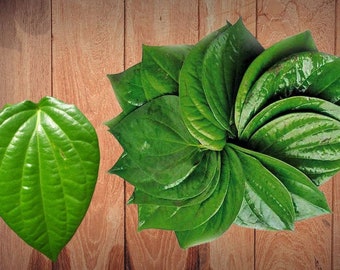 120 Organic Dried Betel Paan Leaves: Ceylon Herbal