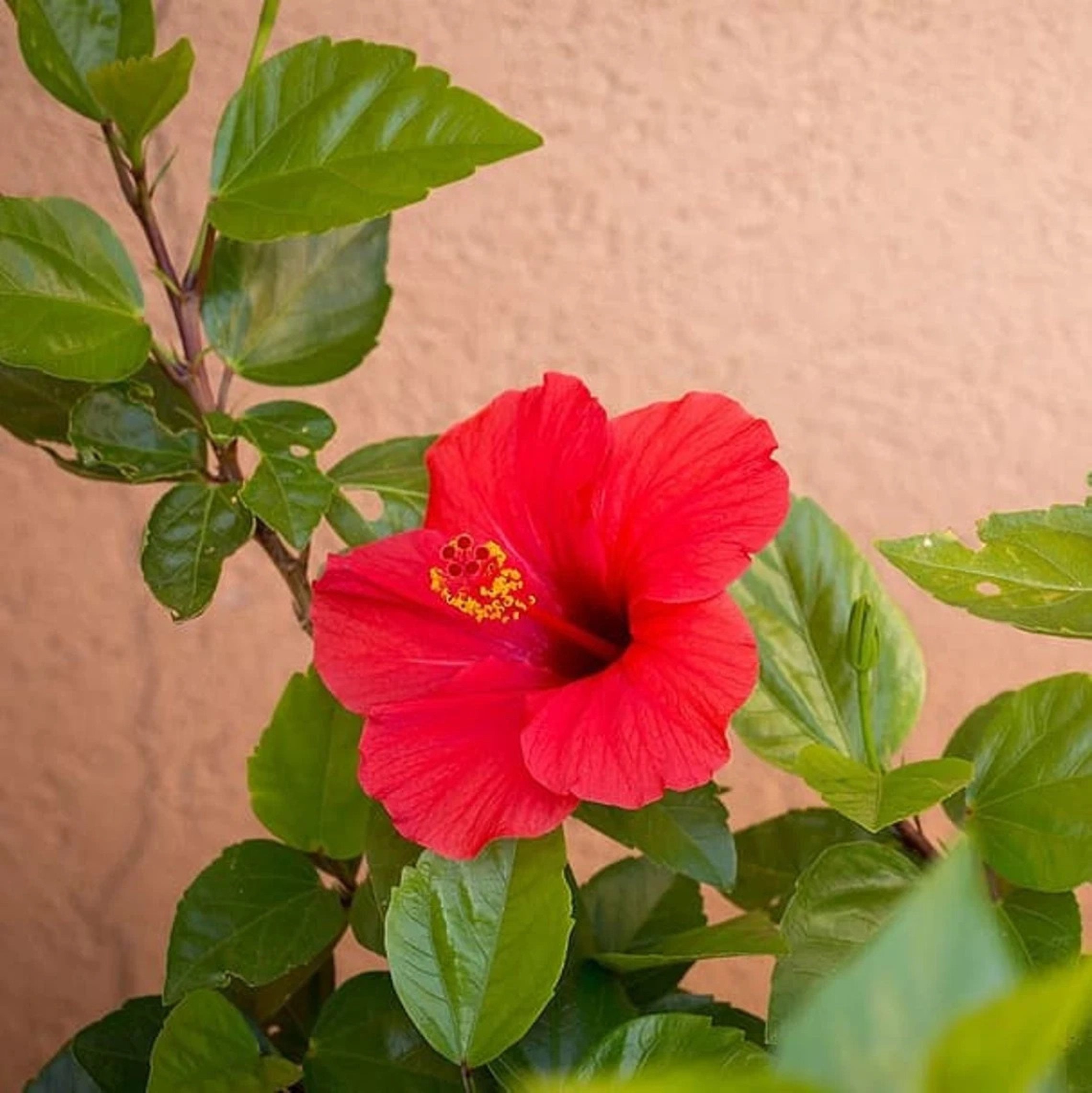 Dried Hibiscus Leaves Hibiscus Powder Organic Herbal Gudhal Etsy