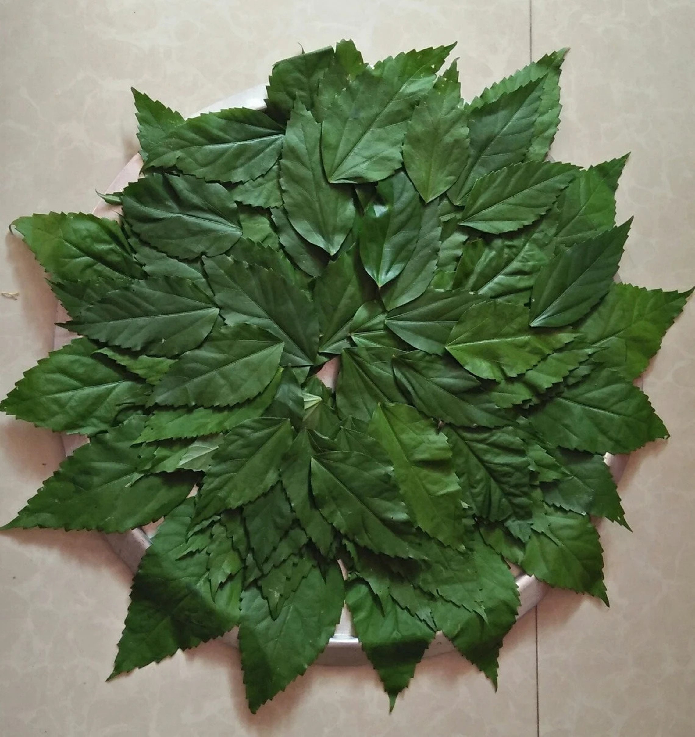 Dried Hibiscus Leaves Hibiscus Powder Organic Herbal Gudhal Etsy