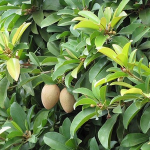 May include: Close-up of a sapodilla tree with green leaves and brown fruit. The fruit is growing on the branches of the tree.