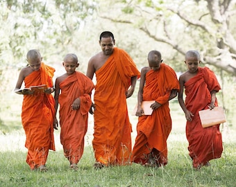 May include: A group of Buddhist monks in bright orange robes walking on green grass. One monk is reading a book, while others carry notebooks. The scene is set outdoors with trees in the background.