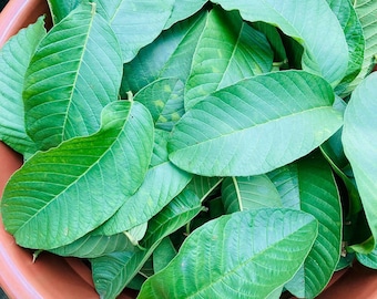 Dried Guava Leaves 100% organic guava leaf Herbal Tea