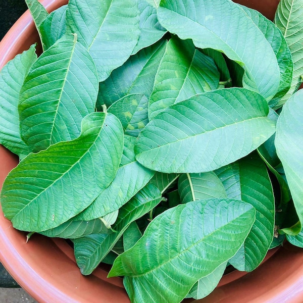 Fresh Guava Leaves Etsy
