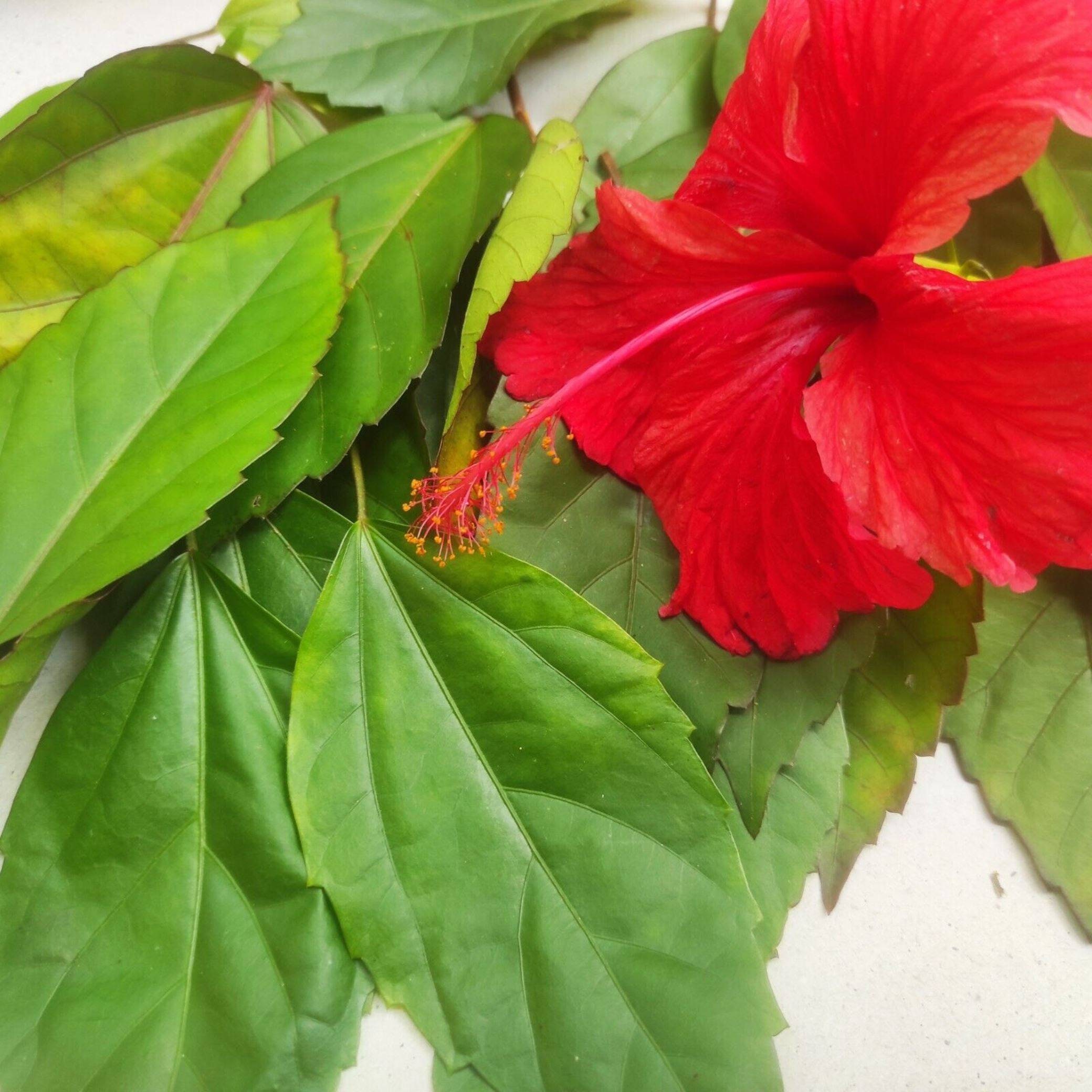 Dried Hibiscus Leaves Hibiscus Powder Organic Herbal Gudhal Etsy