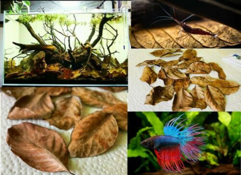 200 Dried Jackfruit Leaves Betta Fish Kataha Biofilm Etsy