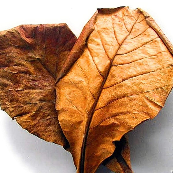 Dried Catappa Leaves - Almond Leaves for Aquariums,Betta & more, Shrimps and Reptiles Habitats, No Pesticides,