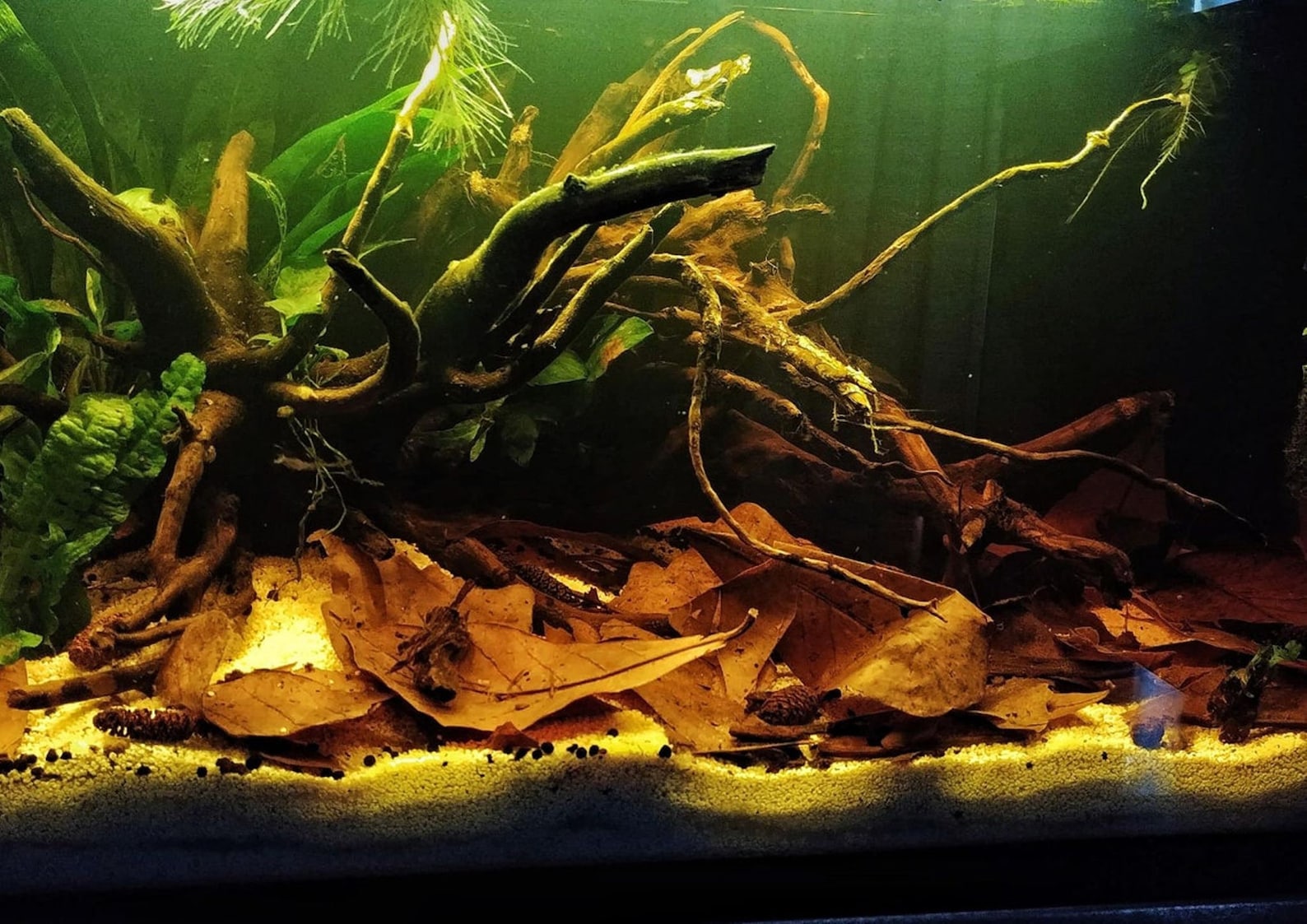Dried Catappa Leaves Almond Leaves for Aquariums,betta & More, Shrimps