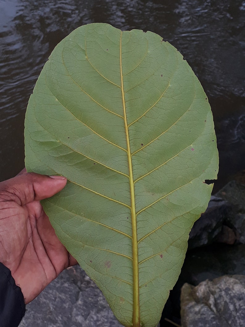 Dried Catappa Leaves Almond Leaves for Aquariums,betta & More, Shrimps