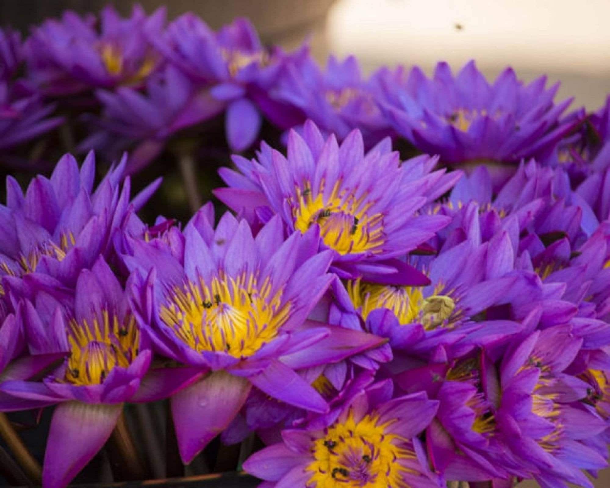 100 Organic Dried Blue Lotus Flowers,nymphaea Caerulea, Blue Tea