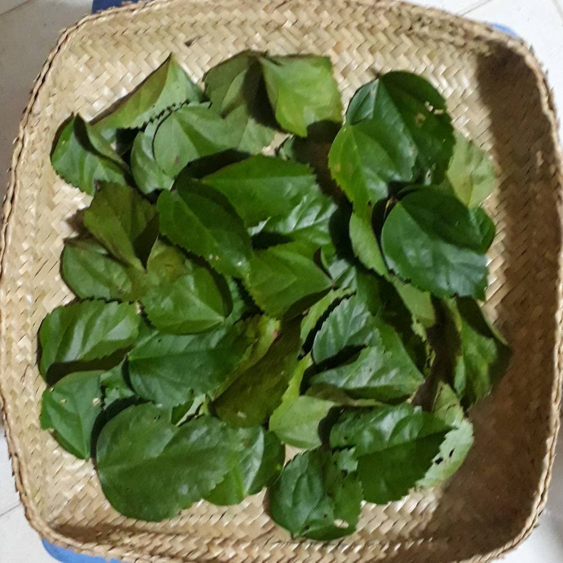 Dried Hibiscus Leaves Hibiscus Powder Organic Herbal Gudhal Etsy