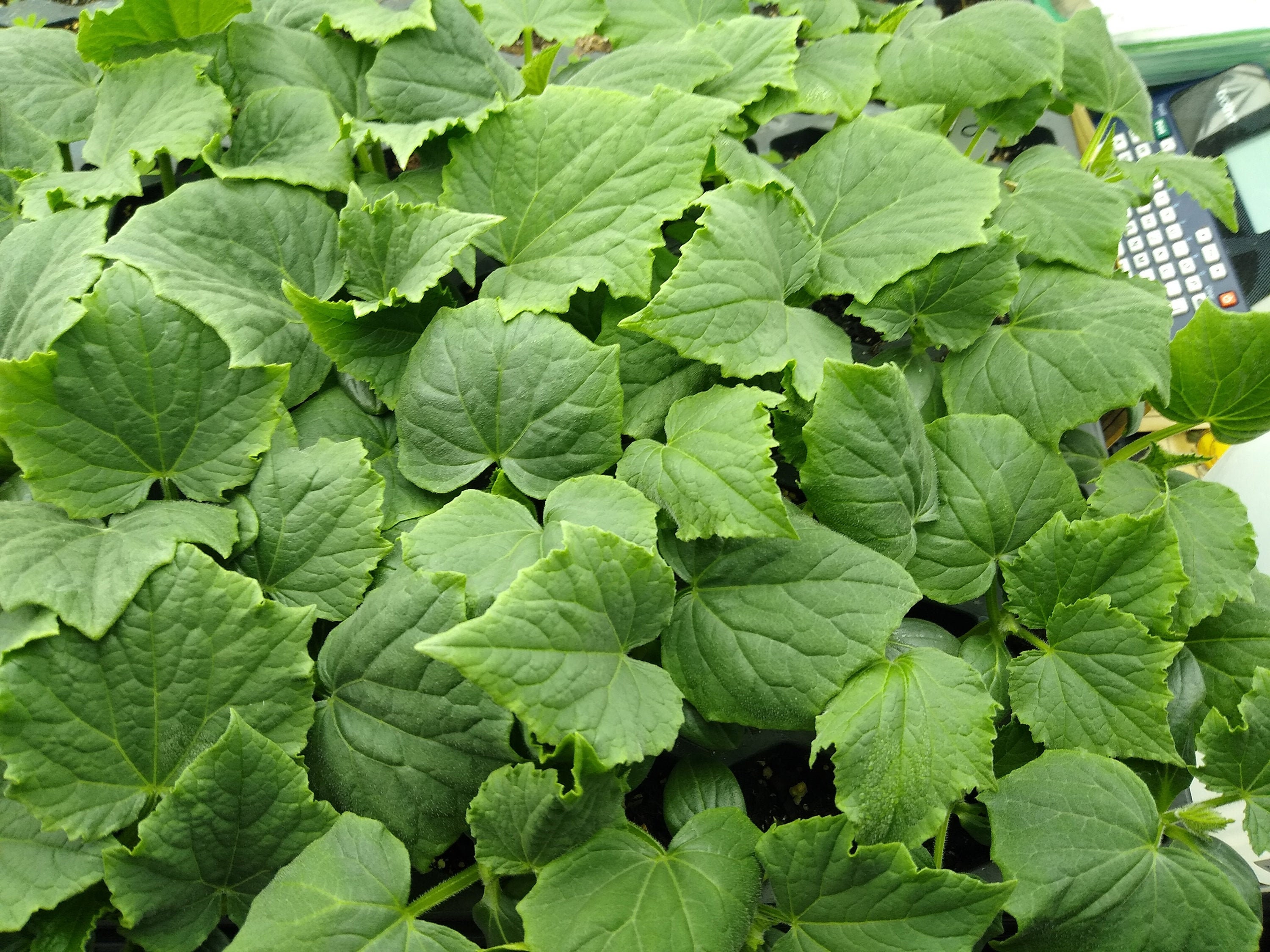 Straight Eight Cucumber 5 Live Cucumber Plants Per Order Etsy