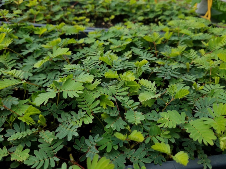 Mimosa Pudica Moves When Touched Sensitive Plant Rare Etsy