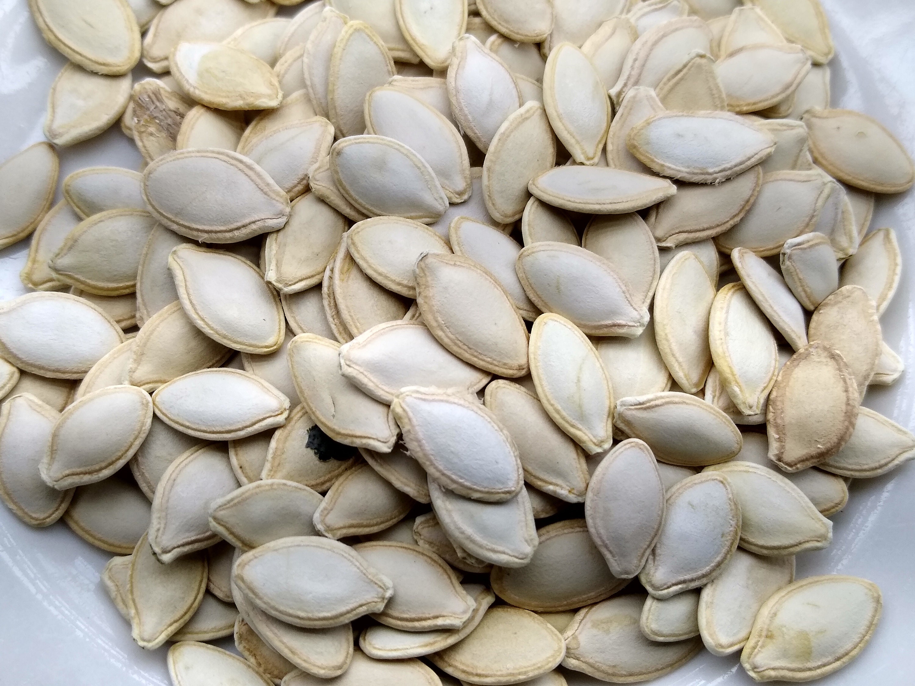 Black Beauty Zucchini Seeds Non GMO Multiple Quantities Etsy