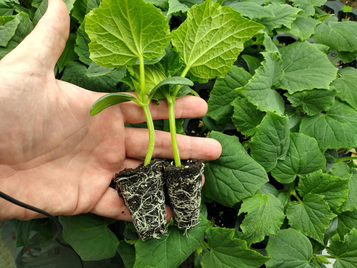 Straight Eight Cucumber 5 Live Cucumber Plants Per Order Etsy