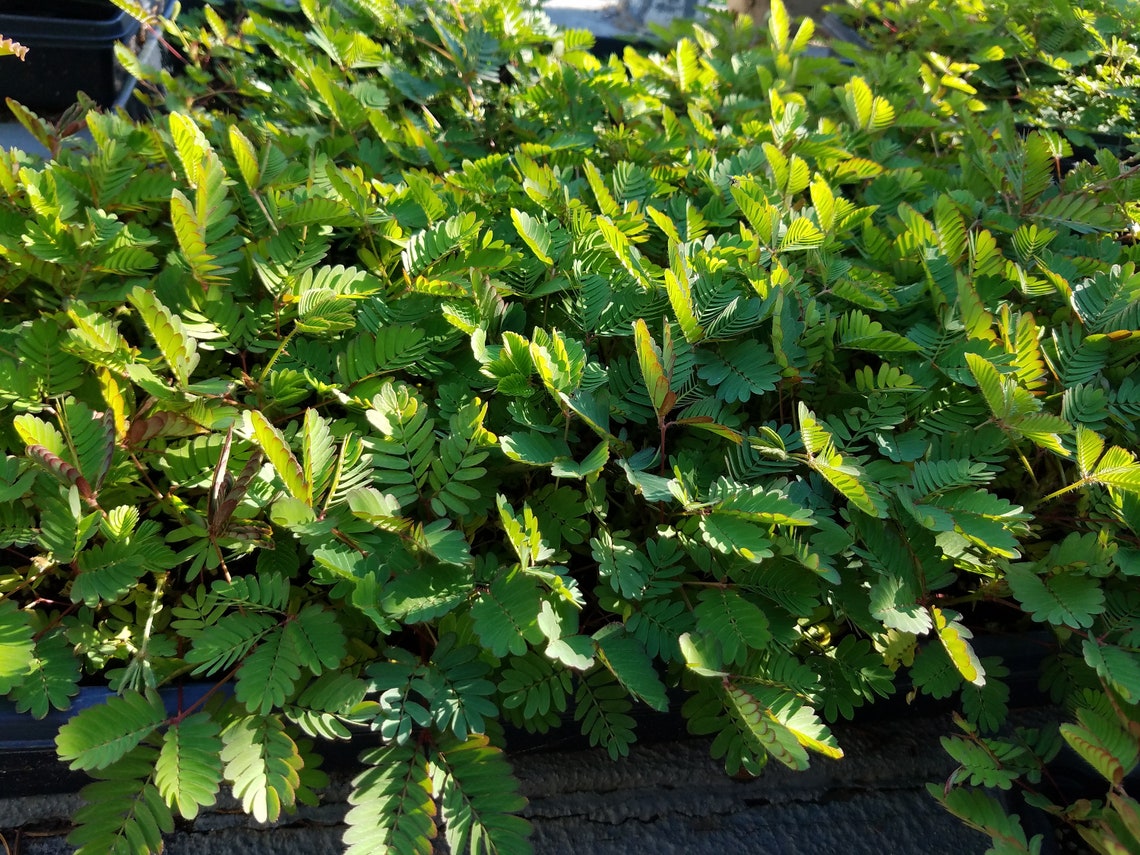 Mimosa Pudica Moves When Touched Sensitive Plant Rare Etsy